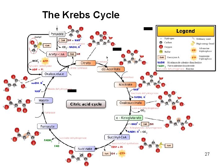 The Krebs Cycle 27 