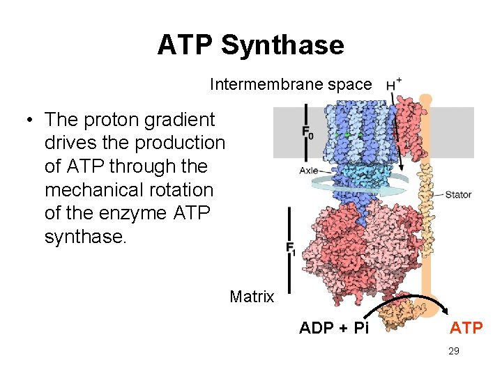 ATP Synthase Intermembrane space • The proton gradient drives the production of ATP through