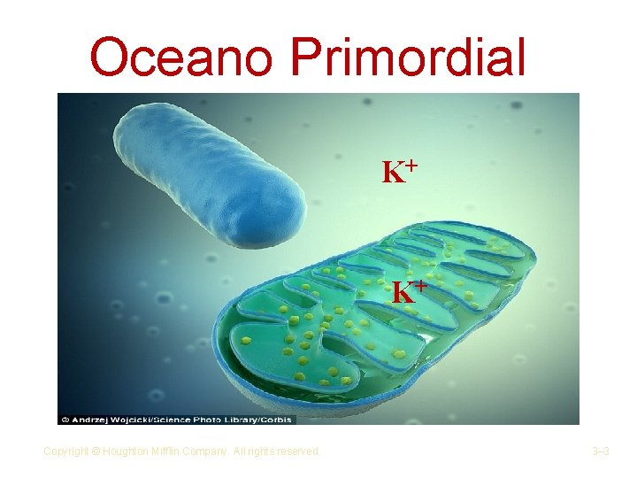 Oceano Primordial K+ K+ Copyright © Houghton Mifflin Company. All rights reserved. 3– 3