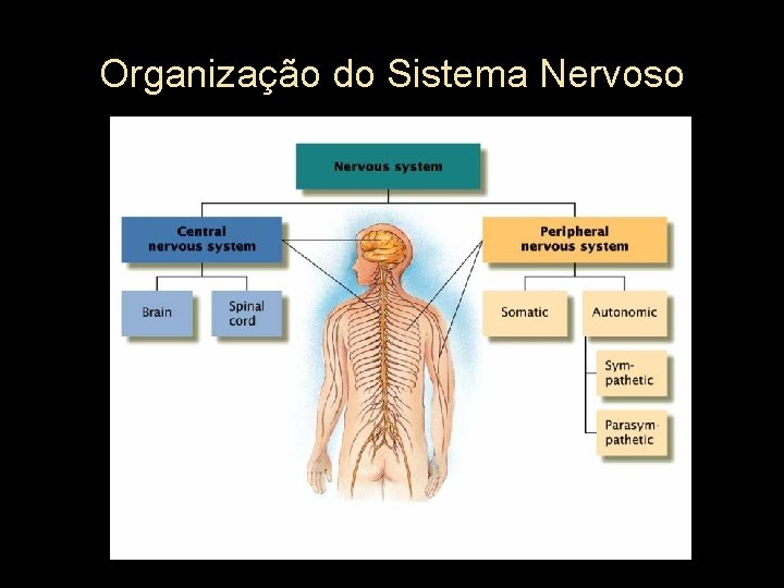 Organização do Sistema Nervoso 