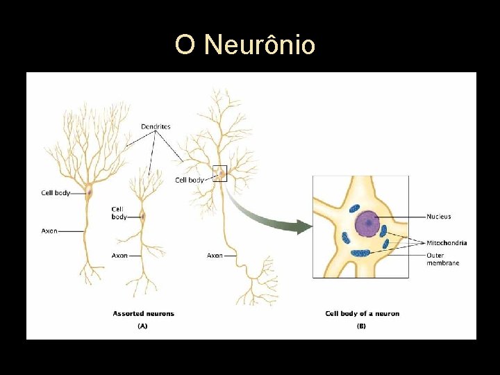 O Neurônio 