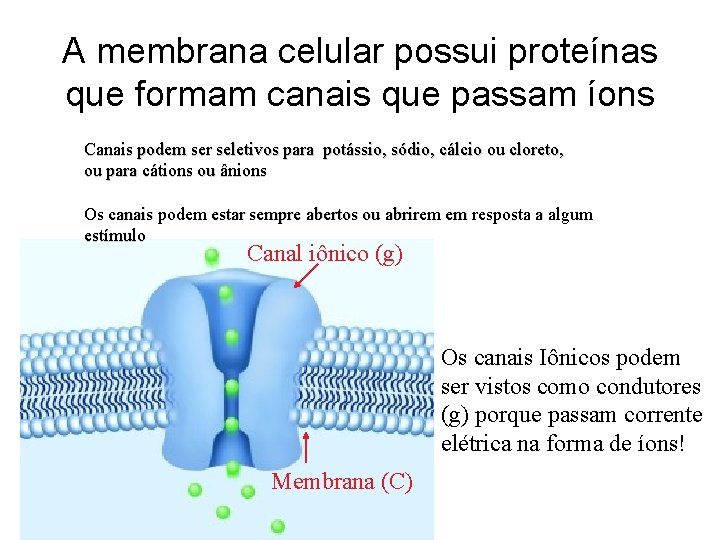 A membrana celular possui proteínas que formam canais que passam íons Canais podem ser