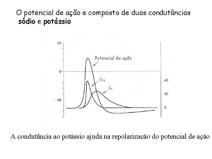 O potencial de ação e composto de duas condutâncias sódio e potássio Potencial de