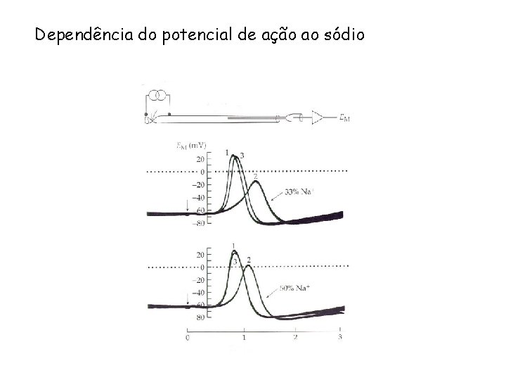 Dependência do potencial de ação ao sódio 
