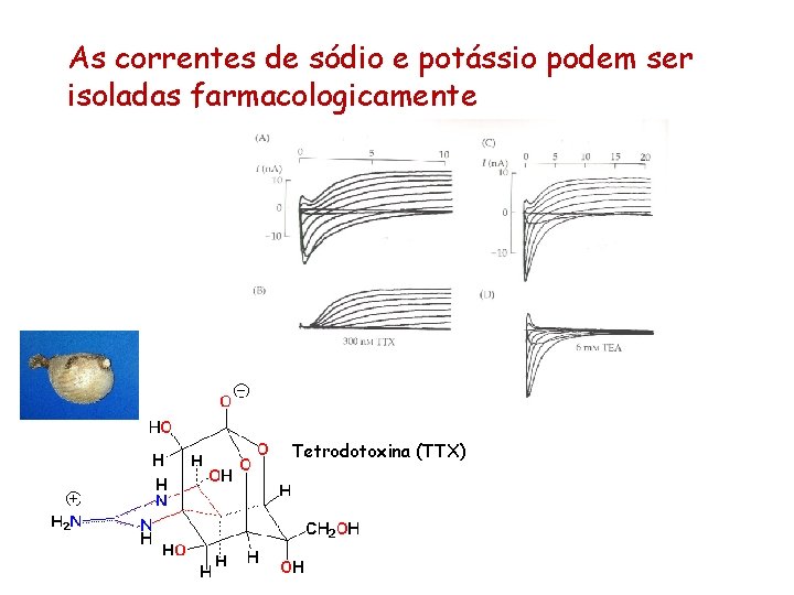 As correntes de sódio e potássio podem ser isoladas farmacologicamente Tetrodotoxina (TTX) 