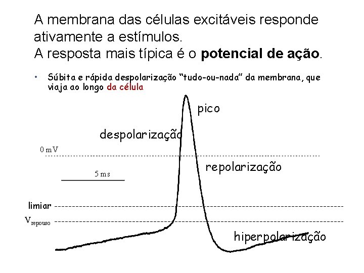 A membrana das células excitáveis responde ativamente a estímulos. A resposta mais típica é