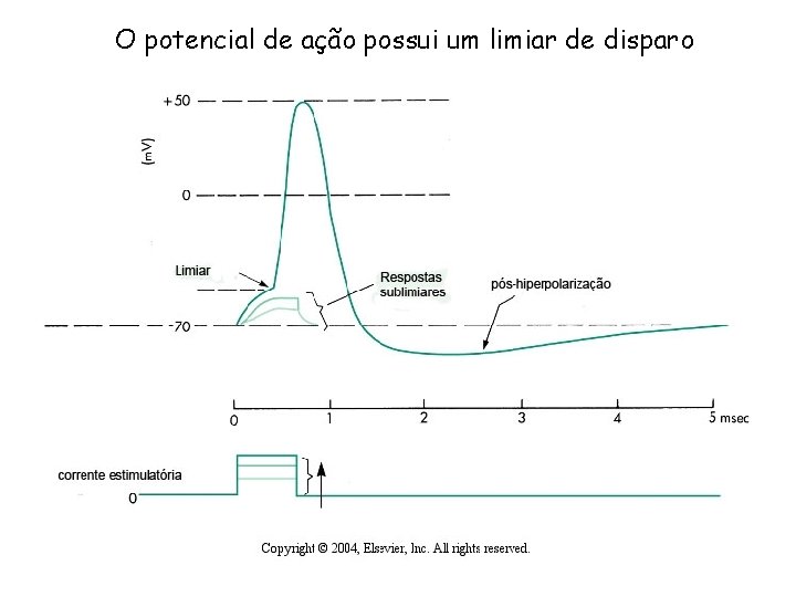 O potencial de ação possui um limiar de disparo 
