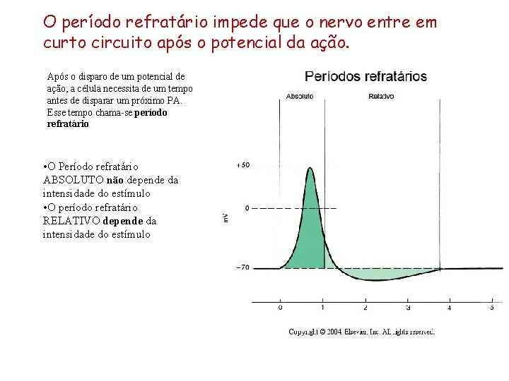 O período refratário impede que o nervo entre em curto circuito após o potencial