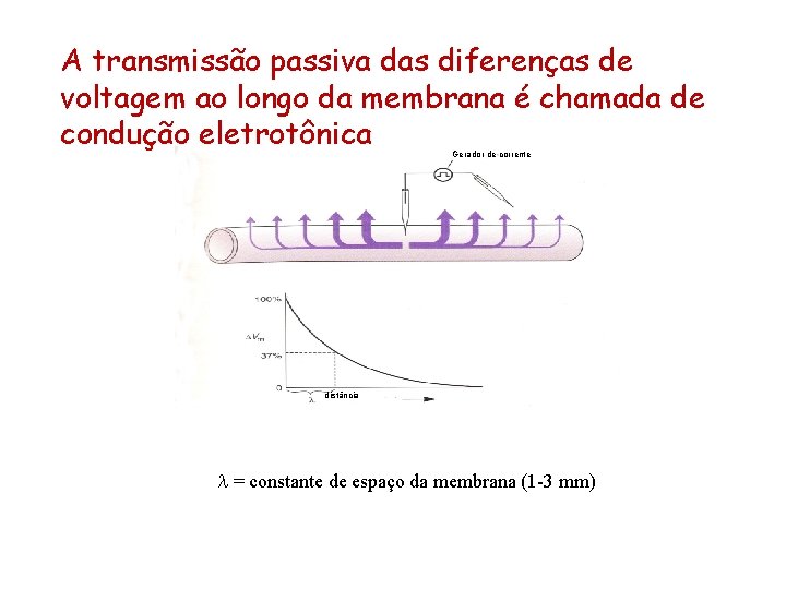 A transmissão passiva das diferenças de voltagem ao longo da membrana é chamada de