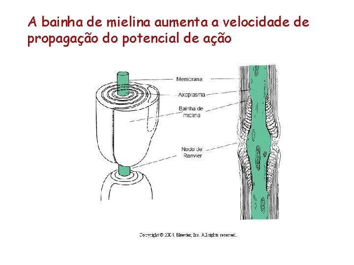 A bainha de mielina aumenta a velocidade de propagação do potencial de ação 