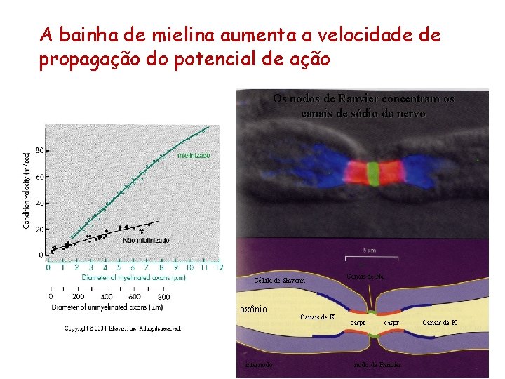 A bainha de mielina aumenta a velocidade de propagação do potencial de ação Os