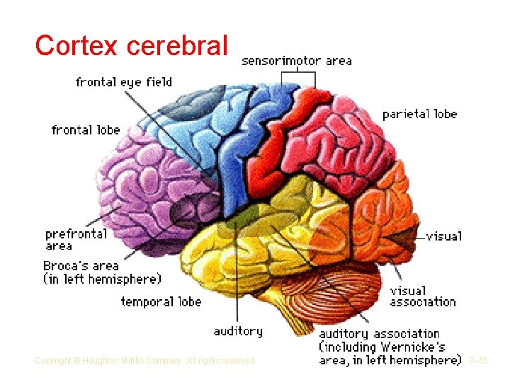 Cortex cerebral Copyright © Houghton Mifflin Company. All rights reserved. 3– 55 