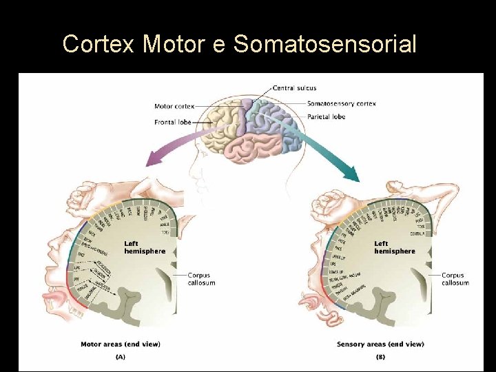 Cortex Motor e Somatosensorial Reprinted with the permission of Simon & Schuster from THE
