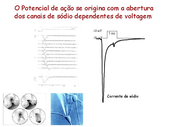 O Potencial de ação se origina com a abertura dos canais de sódio dependentes