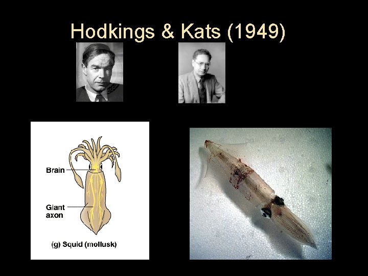 Hodkings & Kats (1949) 
