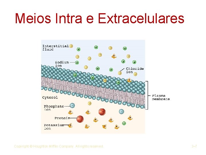 Meios Intra e Extracelulares Copyright © Houghton Mifflin Company. All rights reserved. 3– 7