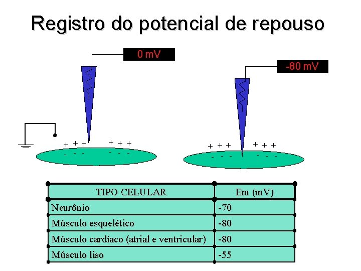 Registro do potencial de repouso 0 m. V -80 m. V + + +