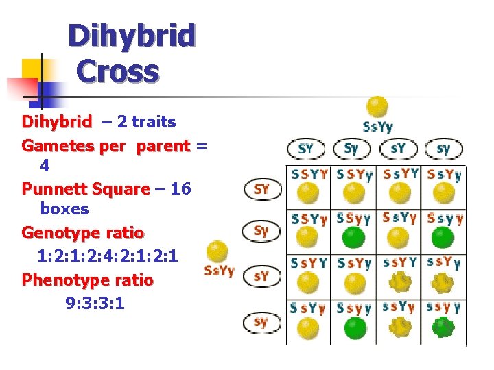 Dihybrid Cross Dihybrid – 2 traits Dihybrid Gametes per parent = Gametes per parent