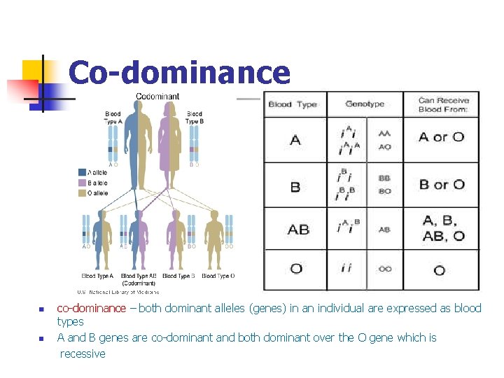 Co-dominance n n co-dominance – both dominant alleles (genes) in an individual are expressed