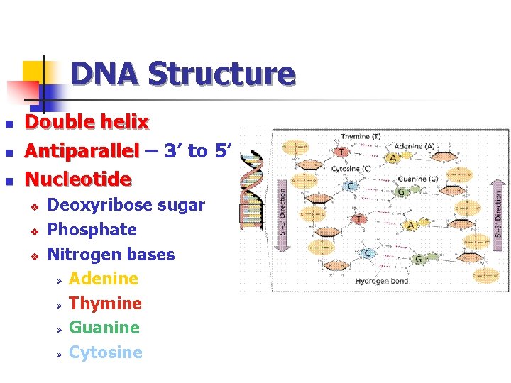 DNA Structure n n n Double helix Antiparallel – 3’ to 5’ Antiparallel Nucleotide