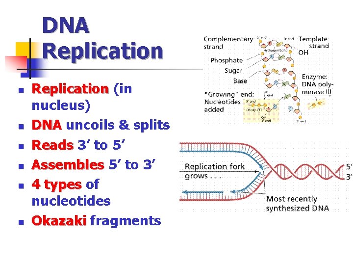 DNA Replication n n n Replication (in Replication nucleus) DNA uncoils & splits DNA