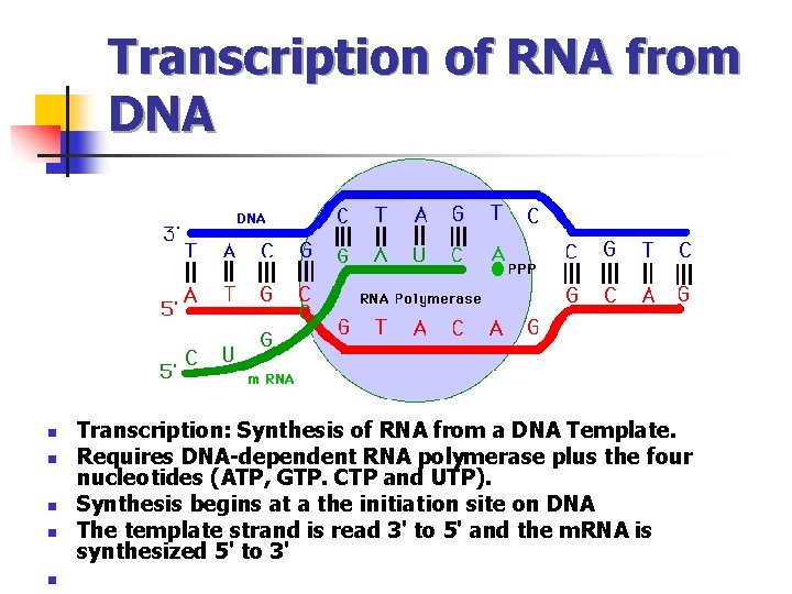 Transcription of RNA from DNA n n n Transcription: Synthesis of RNA from a
