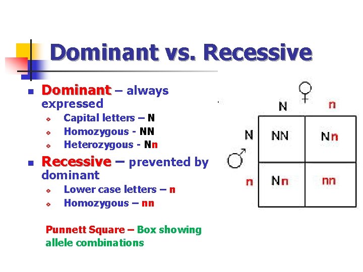 Dominant vs. Recessive n Dominant – always expressed v v v n Capital letters
