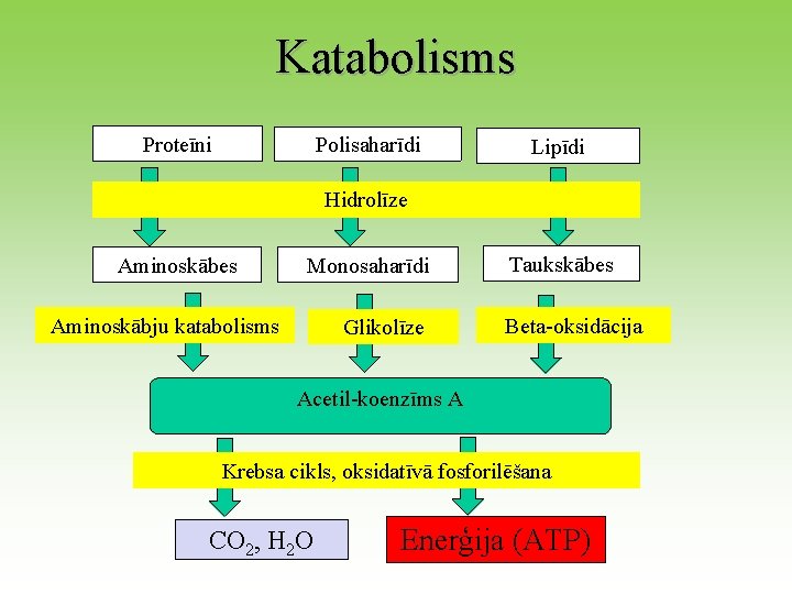 Katabolisms Proteīni Polisaharīdi Lipīdi Hidrolīze Aminoskābes Monosaharīdi Aminoskābju katabolisms Glikolīze Taukskābes Beta-oksidācija Acetil-koenzīms A