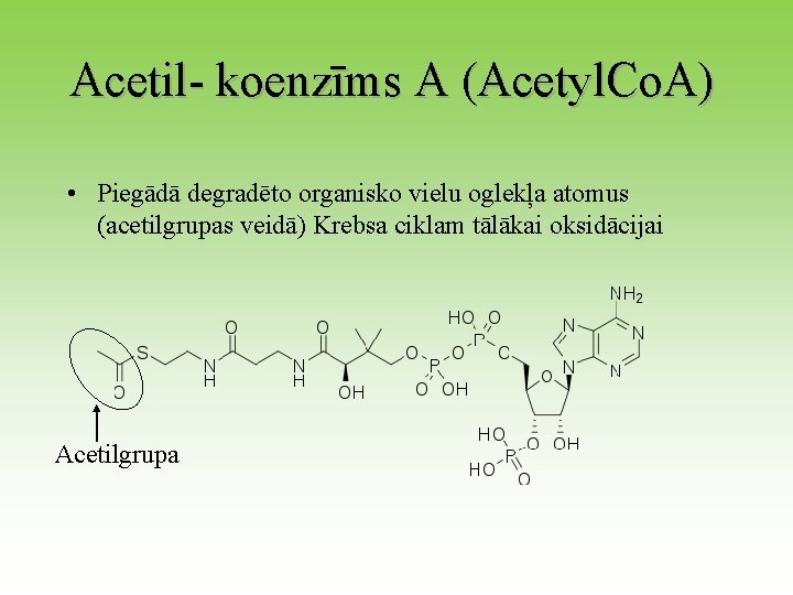 Acetil- koenzīms A (Acetyl. Co. A) • Piegādā degradēto organisko vielu oglekļa atomus (acetilgrupas
