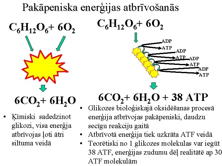 Pakāpeniska enerģijas atbrīvošanās C 6 H 12 O 6+ 6 O 2 ADP ATP
