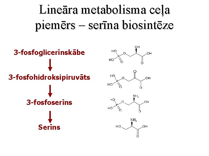 Lineāra metabolisma ceļa piemērs – serīna biosintēze 3 -fosfoglicerīnskābe 3 -fosfohidroksipiruvāts 3 -fosfoserīns Serīns