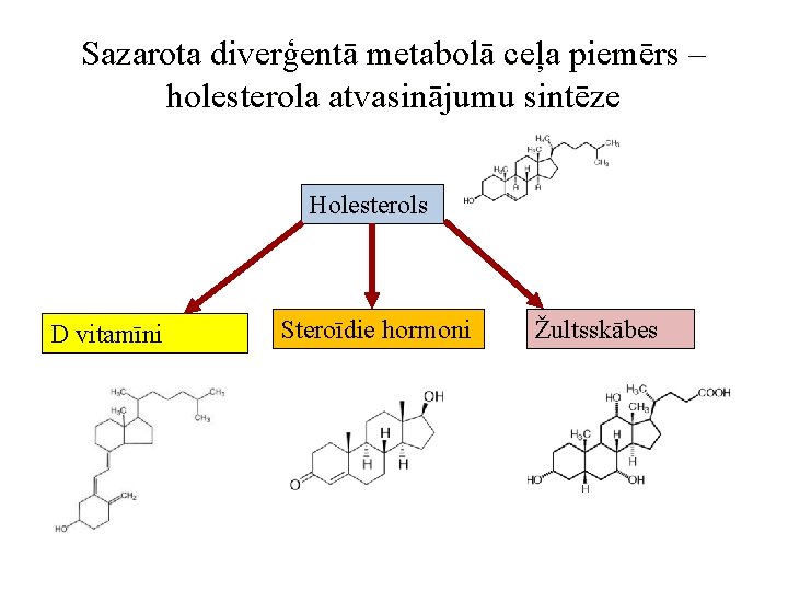 Sazarota diverģentā metabolā ceļa piemērs – holesterola atvasinājumu sintēze Holesterols D vitamīni Steroīdie hormoni