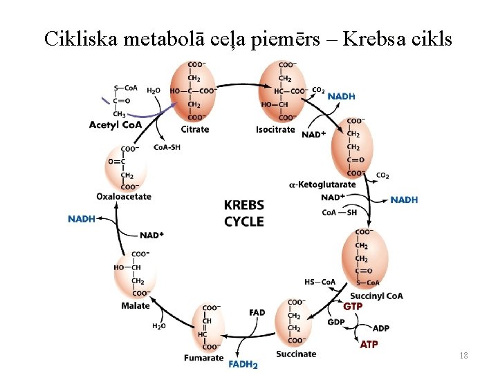 Cikliska metabolā ceļa piemērs – Krebsa cikls 18 