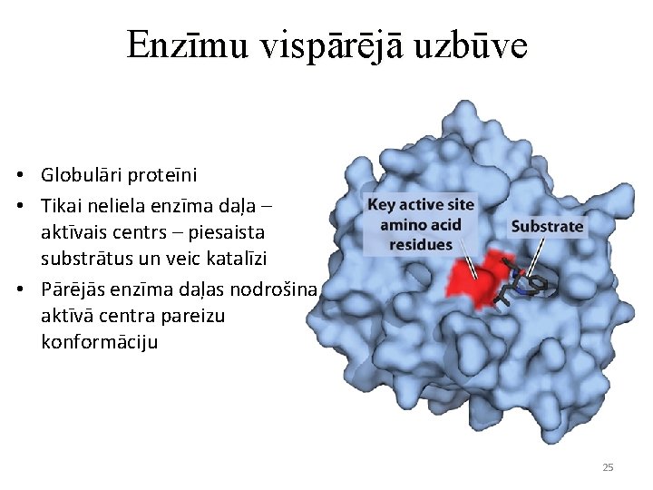 Enzīmu vispārējā uzbūve • Globulāri proteīni • Tikai neliela enzīma daļa – aktīvais centrs