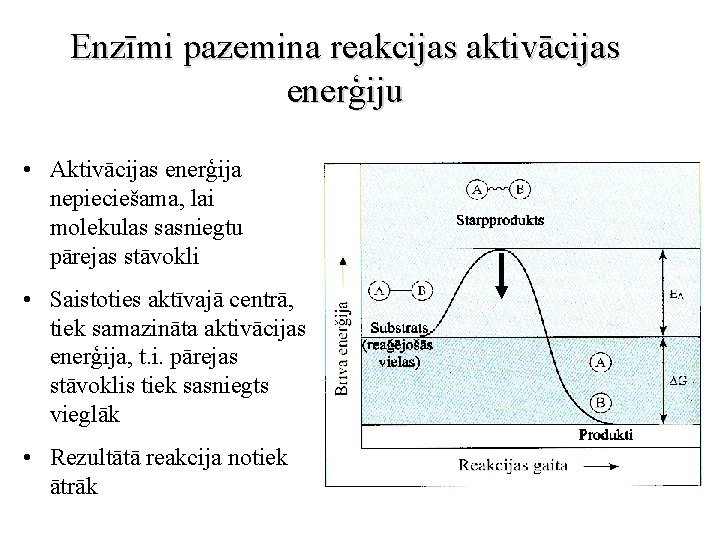 Enzīmi pazemina reakcijas aktivācijas enerģiju • Aktivācijas enerģija nepieciešama, lai molekulas sasniegtu pārejas stāvokli
