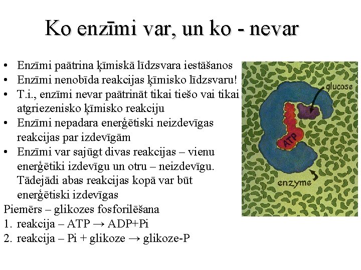 Ko enzīmi var, un ko - nevar • Enzīmi paātrina ķīmiskā līdzsvara iestāšanos •