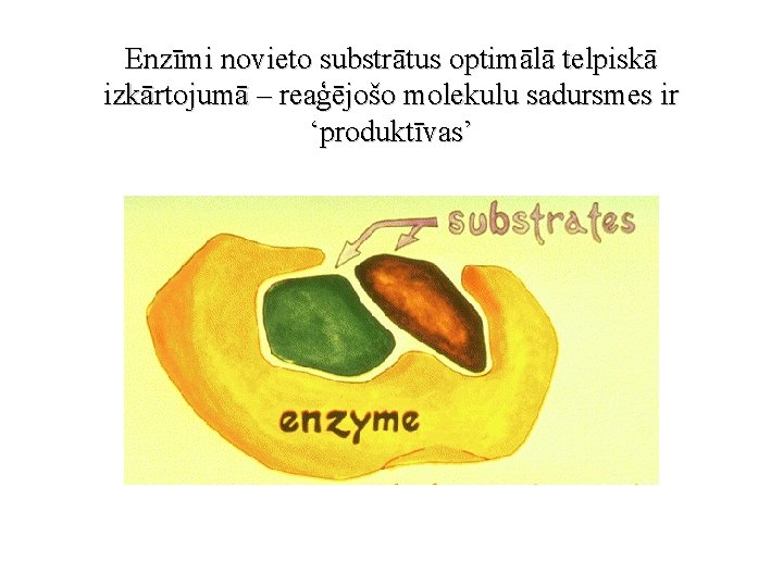 Enzīmi novieto substrātus optimālā telpiskā izkārtojumā – reaģējošo molekulu sadursmes ir ‘produktīvas’ 