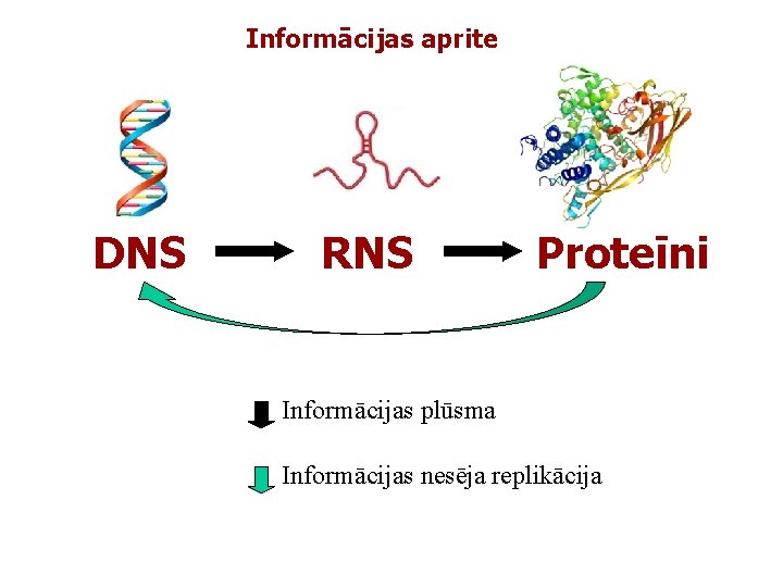 Informācijas aprite DNS RNS Proteīni Informācijas plūsma Informācijas nesēja replikācija 
