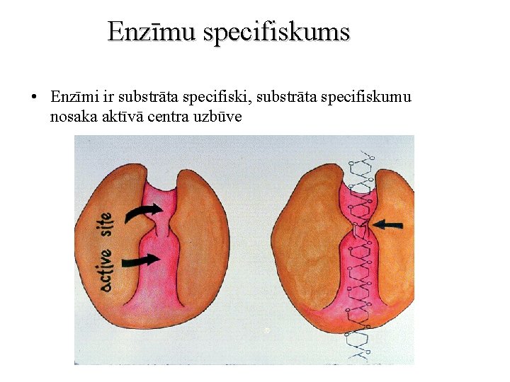 Enzīmu specifiskums • Enzīmi ir substrāta specifiski, substrāta specifiskumu nosaka aktīvā centra uzbūve 