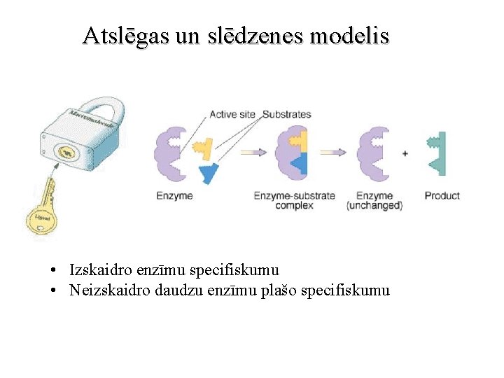 Atslēgas un slēdzenes modelis • Izskaidro enzīmu specifiskumu • Neizskaidro daudzu enzīmu plašo specifiskumu