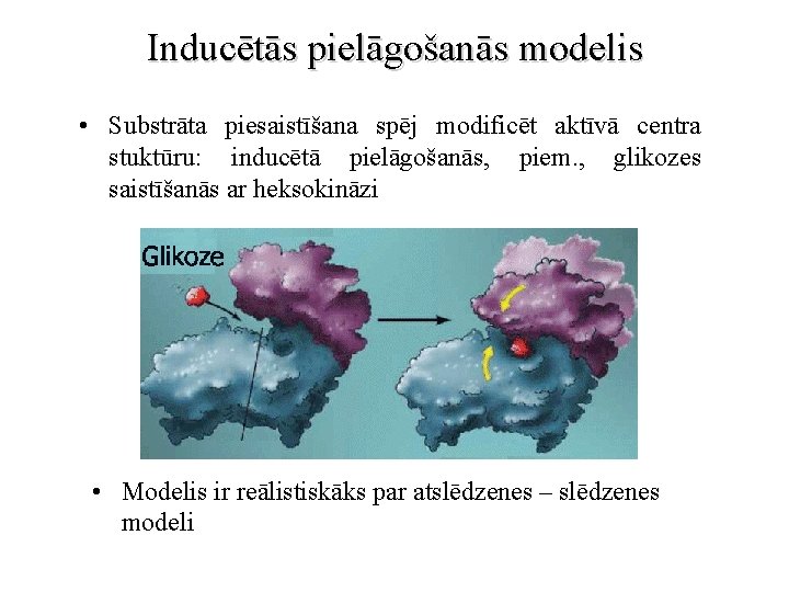 Inducētās pielāgošanās modelis • Substrāta piesaistīšana spēj modificēt aktīvā centra stuktūru: inducētā pielāgošanās, piem.