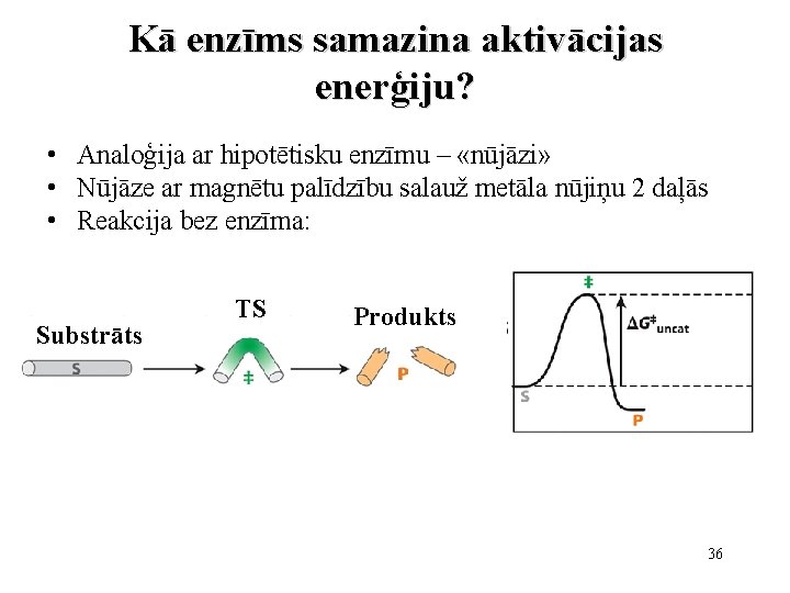 Kā enzīms samazina aktivācijas enerģiju? • Analoģija ar hipotētisku enzīmu – «nūjāzi» • Nūjāze