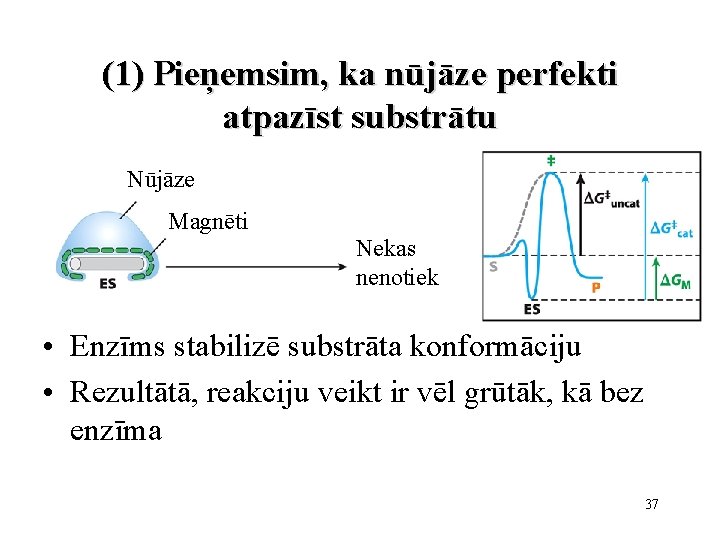 (1) Pieņemsim, ka nūjāze perfekti atpazīst substrātu Nūjāze Magnēti Nekas nenotiek • Enzīms stabilizē