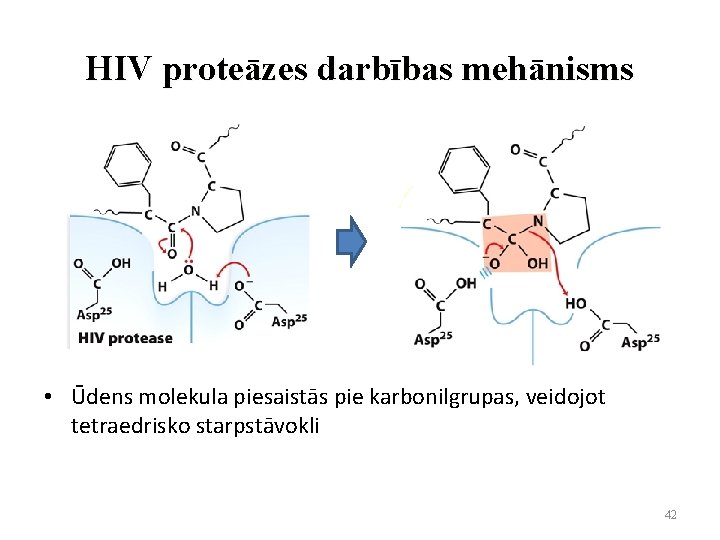 HIV proteāzes darbības mehānisms • Ūdens molekula piesaistās pie karbonilgrupas, veidojot tetraedrisko starpstāvokli 42