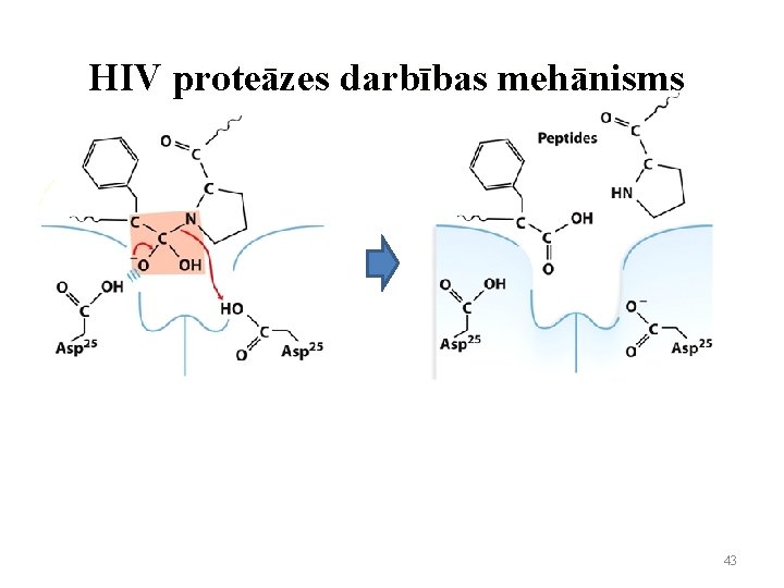 HIV proteāzes darbības mehānisms 43 