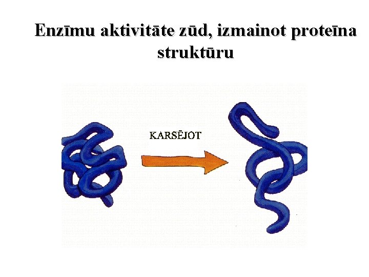 Enzīmu aktivitāte zūd, izmainot proteīna struktūru 