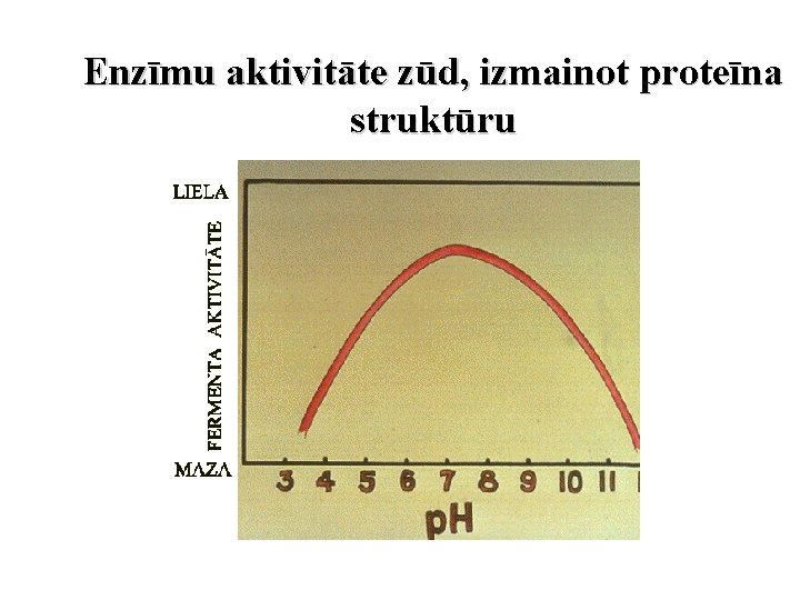 Enzīmu aktivitāte zūd, izmainot proteīna struktūru 