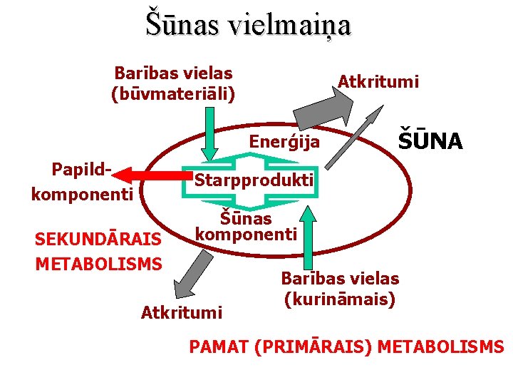 Šūnas vielmaiņa Barības vielas (būvmateriāli) Atkritumi Enerģija Papildkomponenti ŠŪNA Starpprodukti SEKUNDĀRAIS METABOLISMS Šūnas komponenti