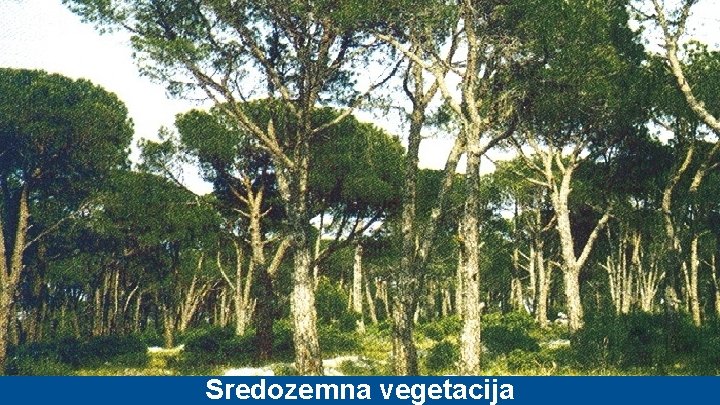 Sredozemna vegetacija 