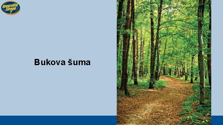 Bukova šuma 